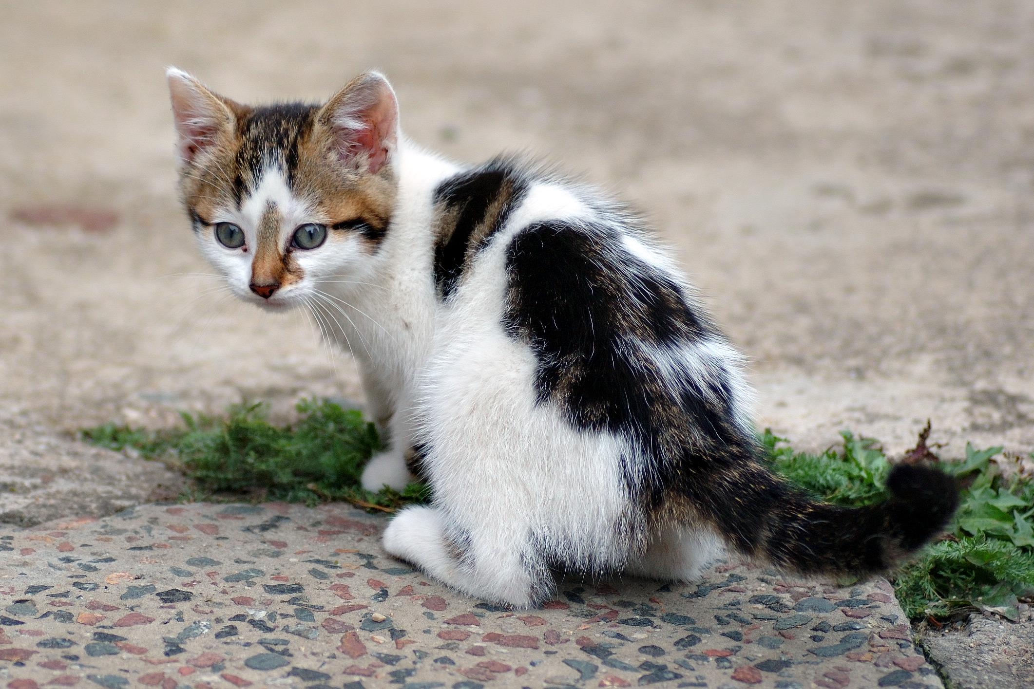 Cat litter for odor control