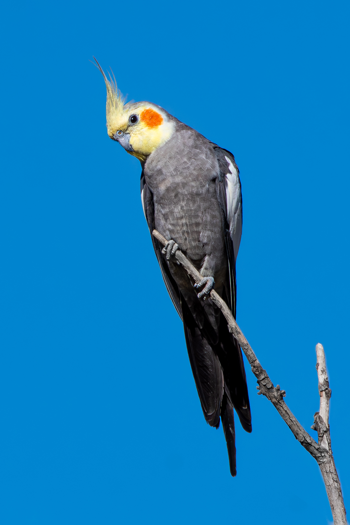 Best cockatiel food brands compared for optimal nutrition