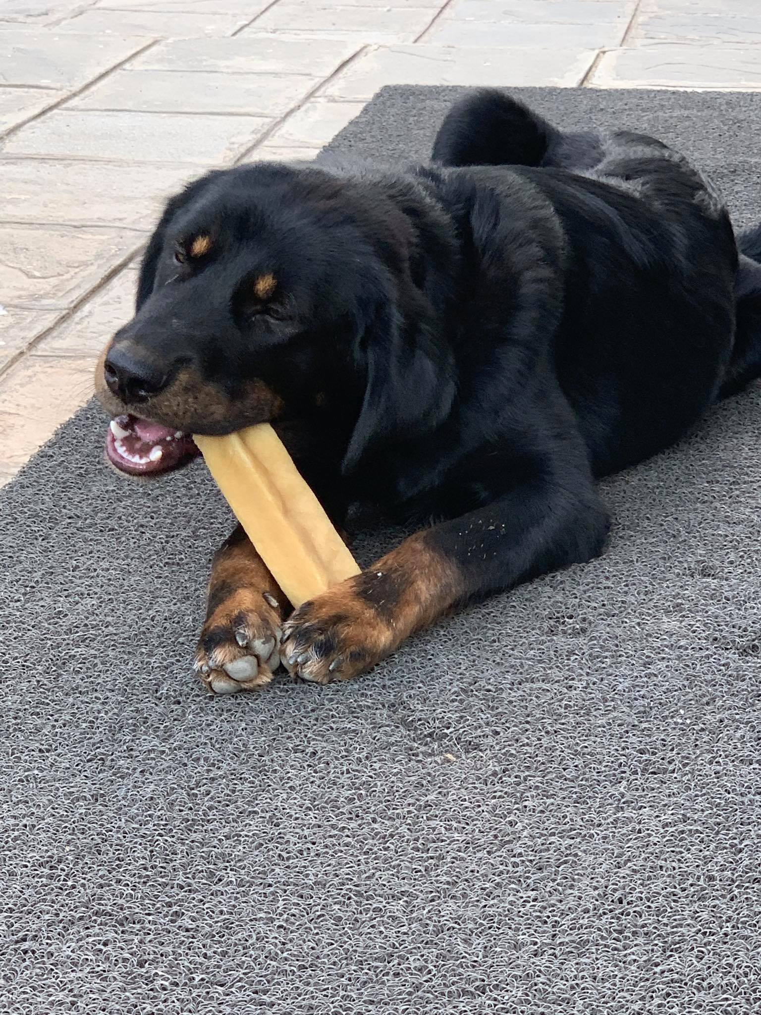 Best dental chews for dogs compared for oral health benefits
