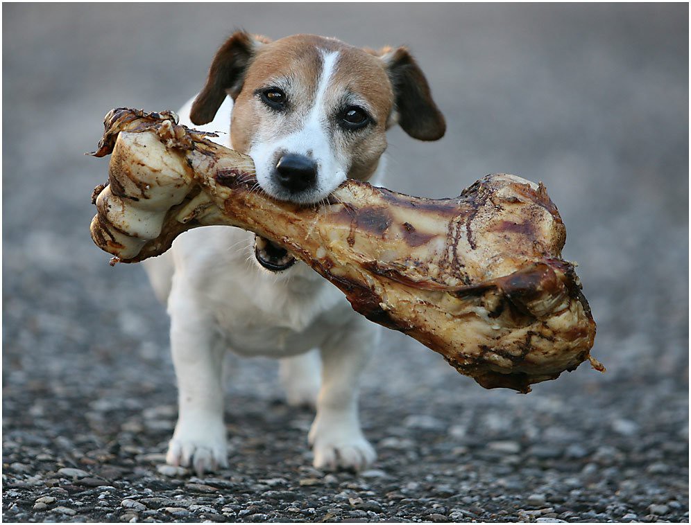 Dog bone safety guide and chewing alternatives