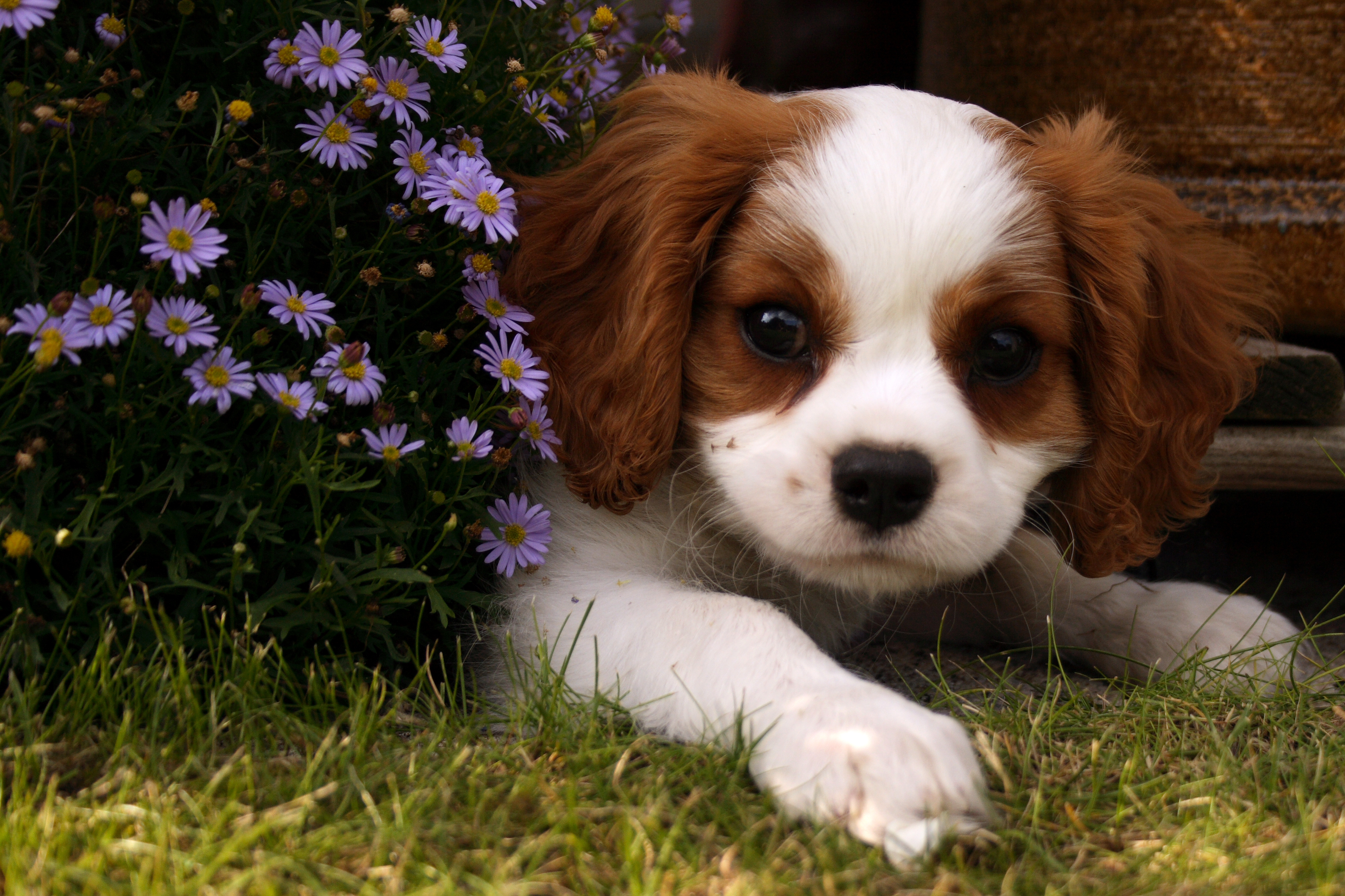 Best outdoor dog kennels compared for safety and security