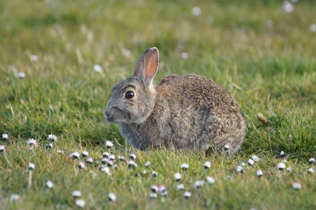 Best rabbit cages compared for space and safety requirements