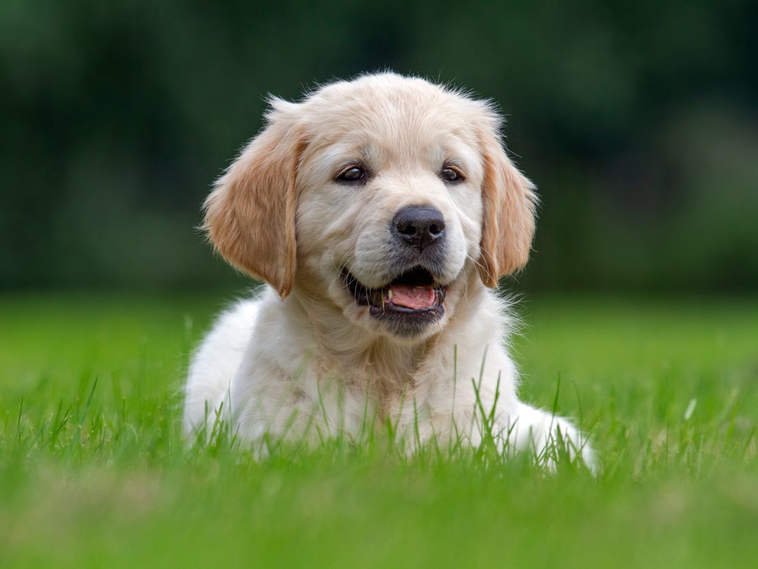 Dog training collars